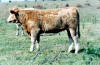 Heifer calf 470 by Sinatra