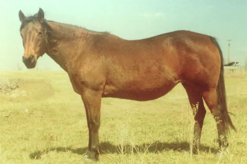 A side view of the foundation horse Elm's Dark Angel
