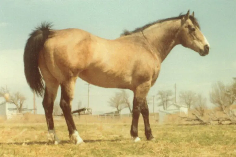 A side view of the foundation horse Skippa Sage