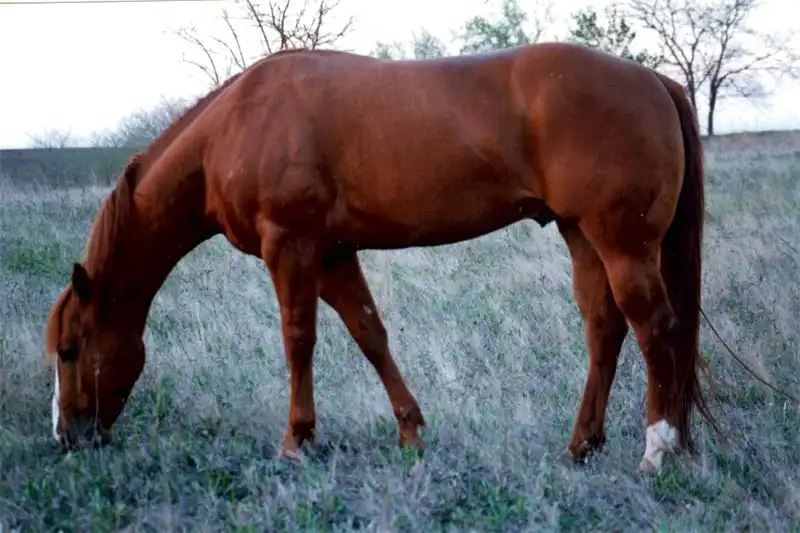 A side view of the foundation horse Social Salon