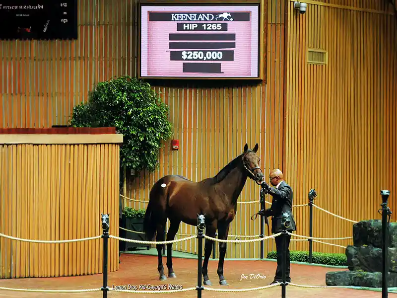 A colt stands in a pen