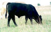 Bull calf 525 by Coaltown