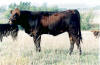 Heifer calf 503 by Male Carrier