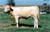 Heifer calf 511 by Male Carrier